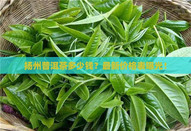 扬州普洱茶多少钱