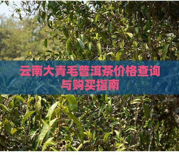 云南大青毛普洱茶