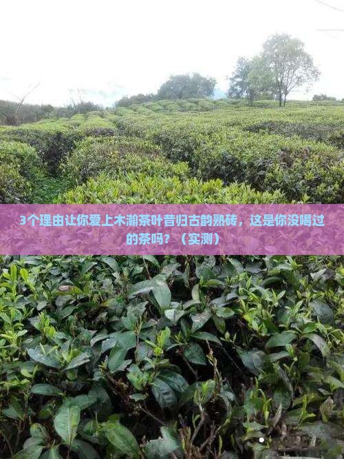 木瀚茶叶昔归古韵熟砖