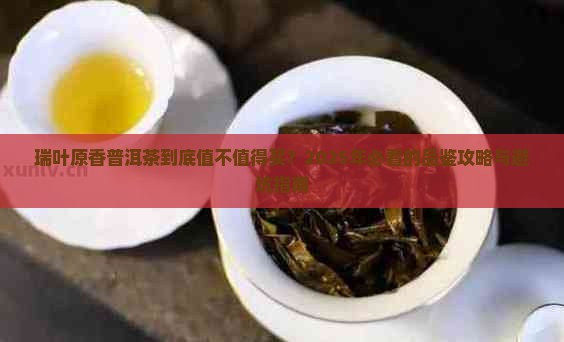 瑞叶原香普洱茶