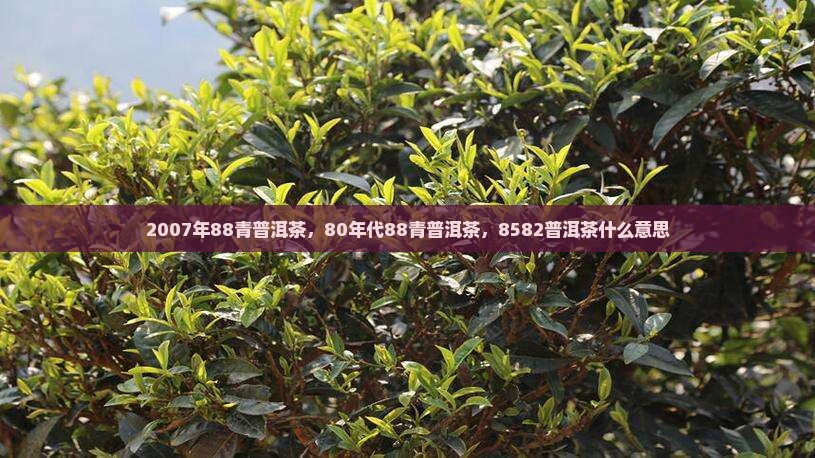 2007年88青普洱茶