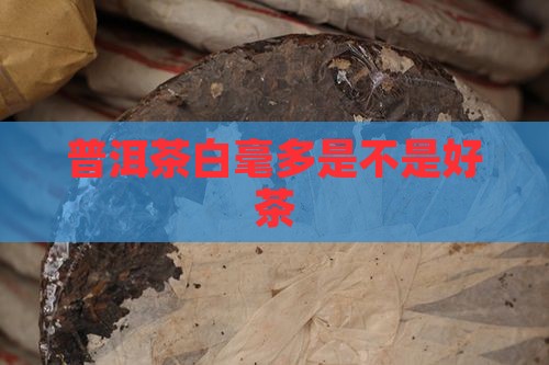 普洱茶白毫多是不是好茶