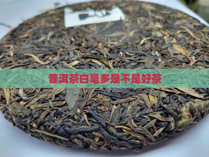 普洱茶白毫多是不是好茶