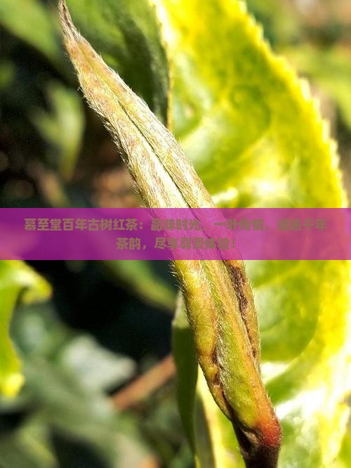 慕至堂百年古树红茶