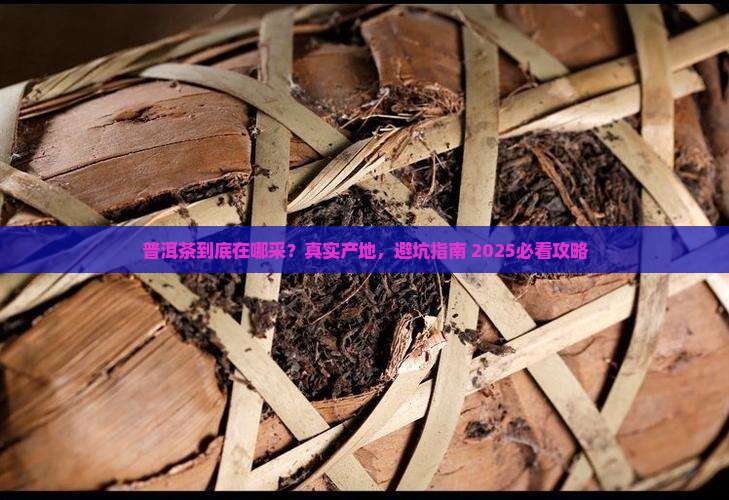 普洱茶采摘地点