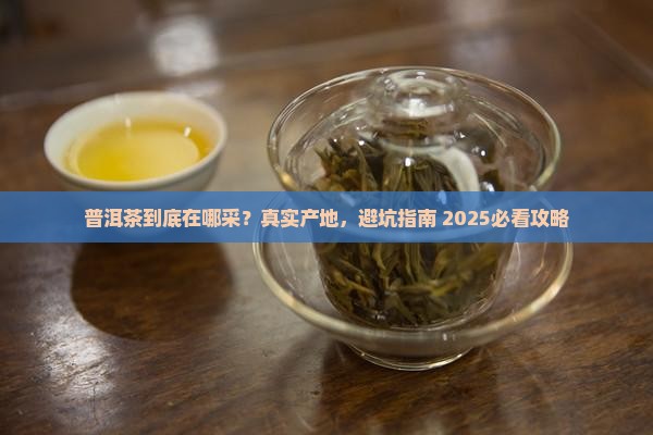 普洱茶采摘地点