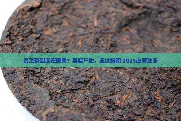 普洱茶采摘地点