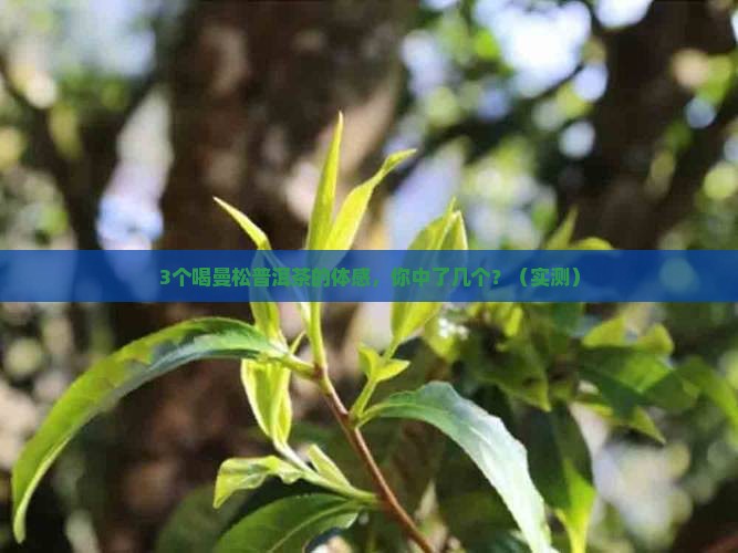 喝曼松普洱茶的体感