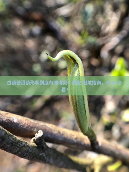 白茶普洱茶形状