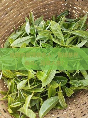 姓陈的普洱茶名人