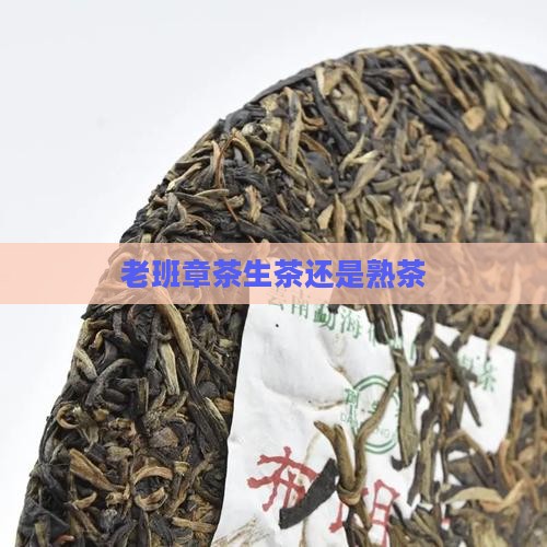 老班章茶生茶还是熟茶