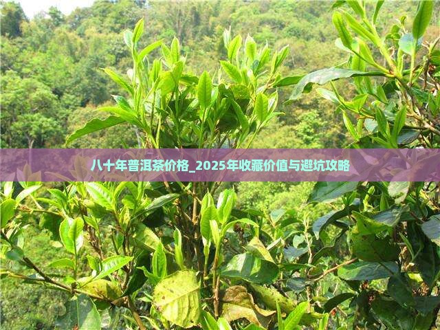 八十年普洱茶价格
