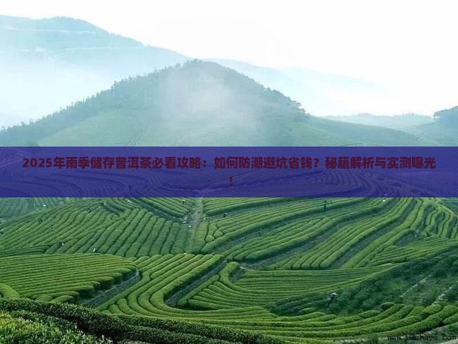 雨季怎么储存普洱茶的