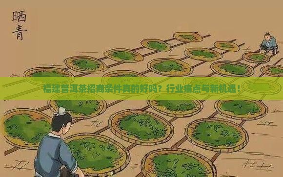 福建普洱茶招商条件好吗