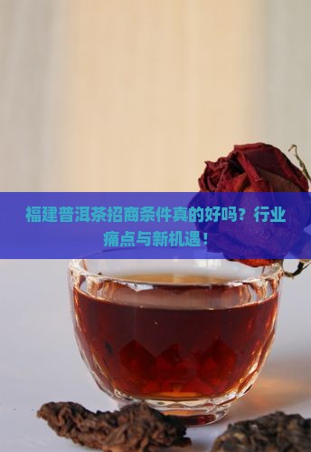 福建普洱茶招商条件好吗