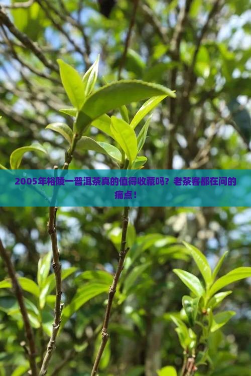 2005年裕陵一普洱茶