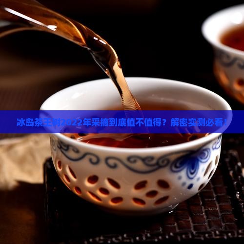 冰岛茶王树2022年采摘