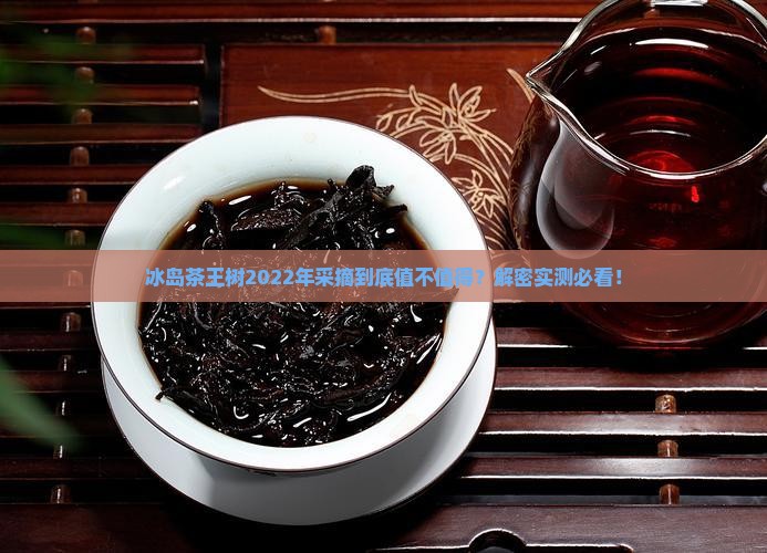 冰岛茶王树2022年采摘