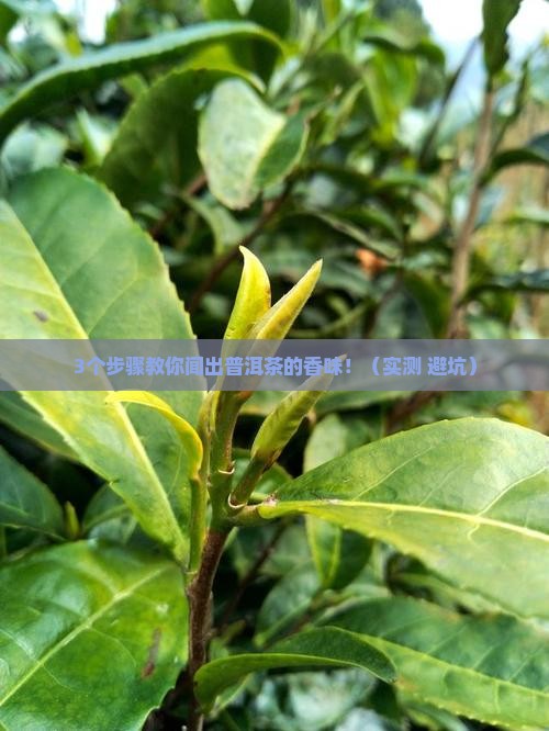 普洱茶香气怎么闻