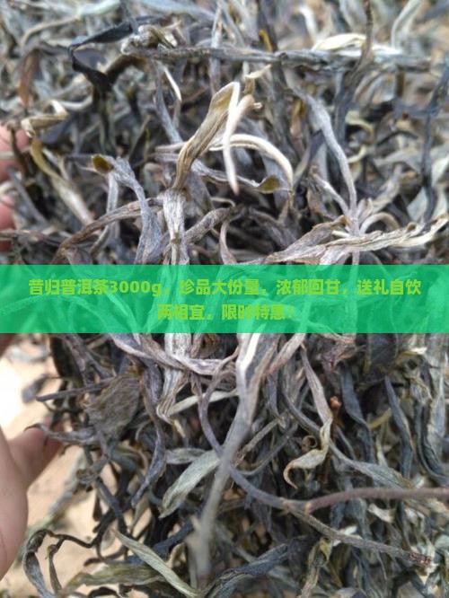 昔归普洱茶3000g
