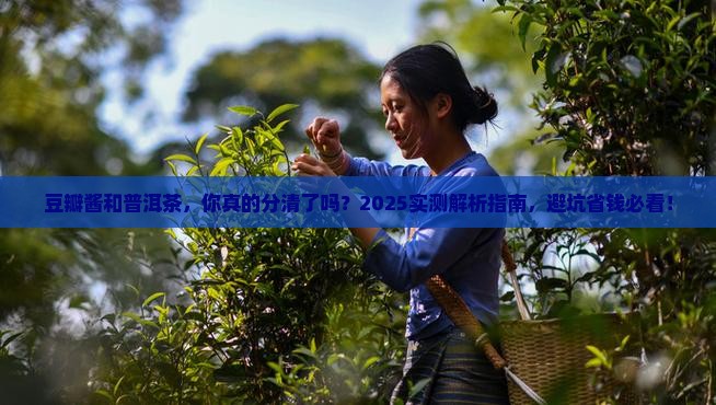 豆瓣酱和普洱茶的区别