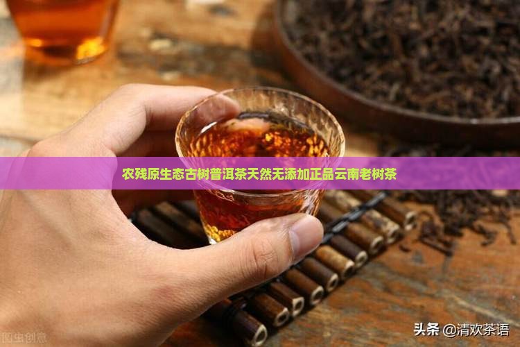 农残原生态古树普洱茶