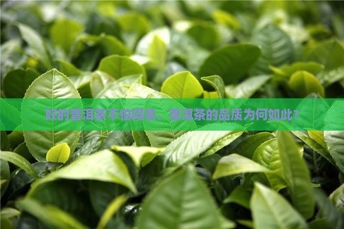 好的普洱茶不怕闷茶吗为什么