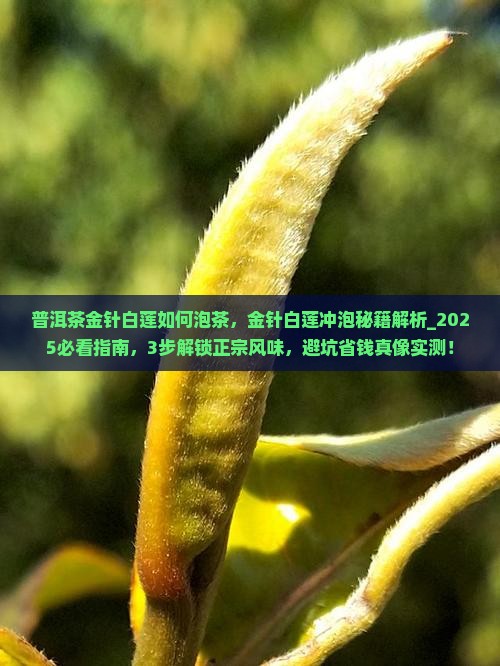 普洱茶金针白莲如何泡茶