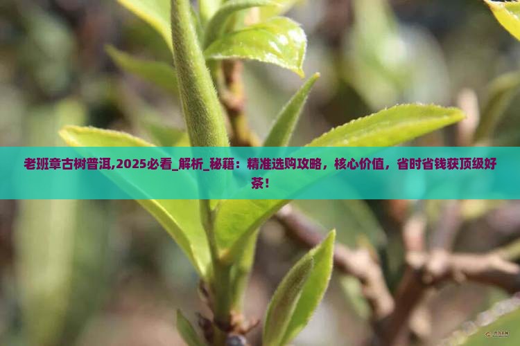 老班章古树普洱