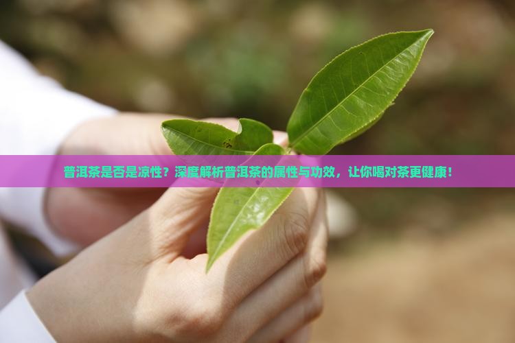 普洱茶是否是凉性