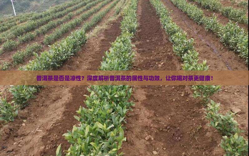 普洱茶是否是凉性