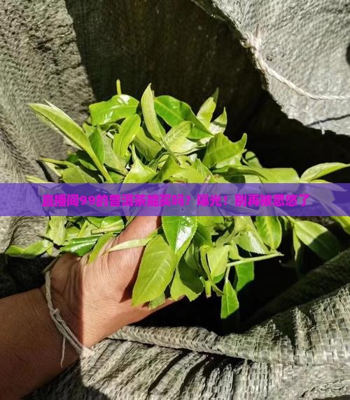 直播间99的普洱茶能买吗