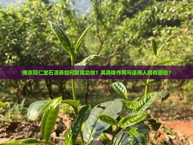 南京同仁堂石清茶如何发挥功效？其具体作用与适用人群有哪些？
