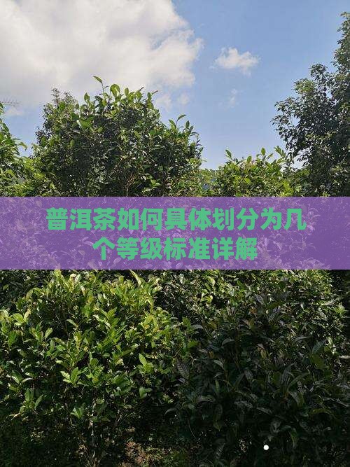普洱茶如何具体划分为几个等级标准详解