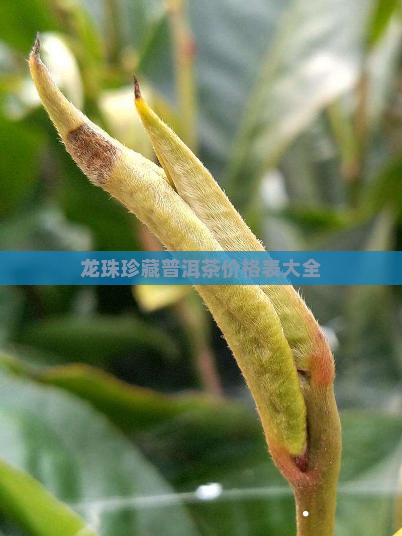 龙珠珍藏普洱茶价格表大全