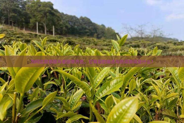 为何这款茶臆与老班章齐名，它背后的痛点与热词新词是什么？