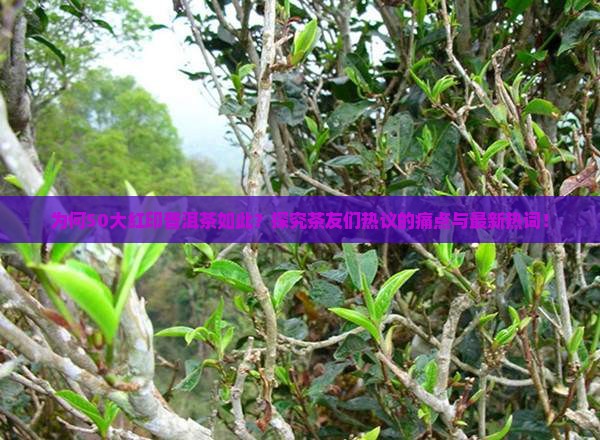 为何50大红印普洱茶如此？探究茶友们热议的痛点与最新热词！