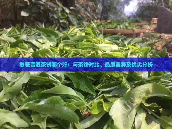 散装普洱茶饼哪个好：与茶饼对比、品质差异及优劣分析
