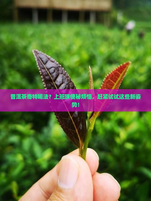 普洱茶奇特喝法？上班族便秘烦恼，赶紧试试这些新姿势！