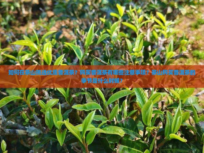 如何在茶山挑选优质普洱茶？购买普洱茶有哪些注意事项？茶山购买普洱茶的季节是什么时候？