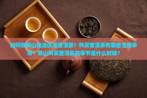 如何在茶山挑选优质普洱茶？购买普洱茶有哪些注意事项？茶山购买普洱茶的季节是什么时候？