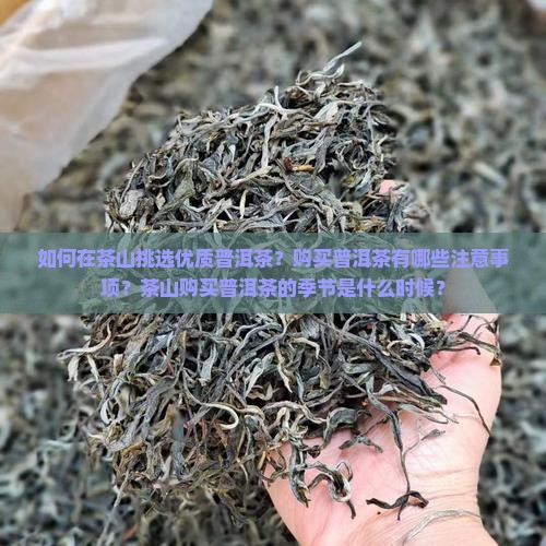 如何在茶山挑选优质普洱茶？购买普洱茶有哪些注意事项？茶山购买普洱茶的季节是什么时候？
