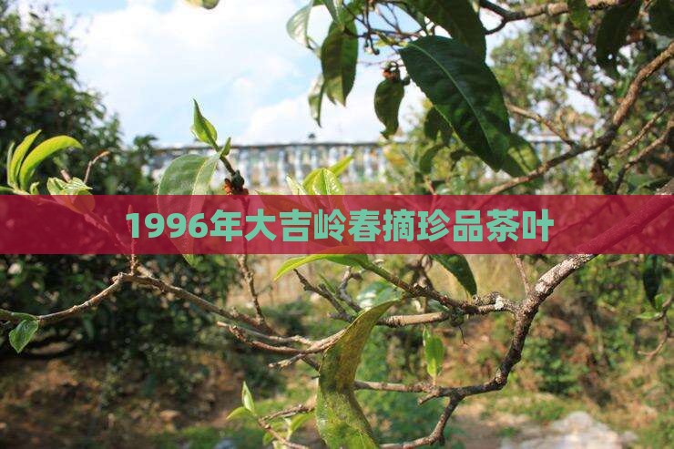 1996年大吉岭春摘珍品茶叶
