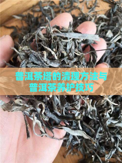 普洱茶塔的清理方法与普洱茶养护技巧