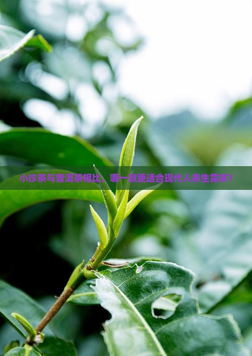 小珍茶与普洱茶相比，哪一款更适合现代人养生需求？