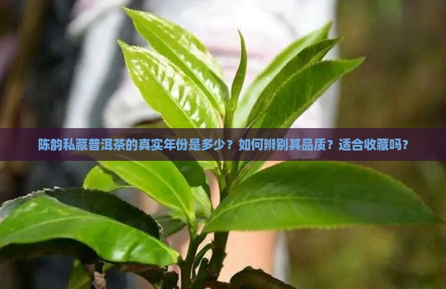 陈韵私藏普洱茶的真实年份是多少？如何辨别其品质？适合收藏吗？