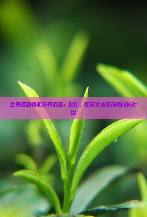 生普洱茶饼和熟普洱茶：区别、保存方法及存放时长对比