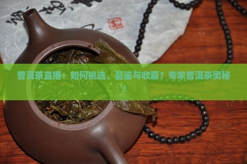普洱茶直播：如何挑选、品鉴与收藏？专家普洱茶奥秘！