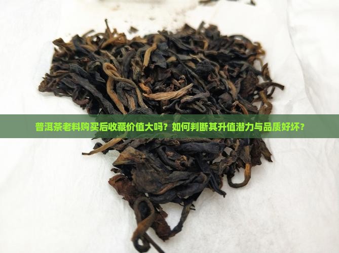 普洱茶老料购买后收藏价值大吗？如何判断其升值潜力与品质好坏？