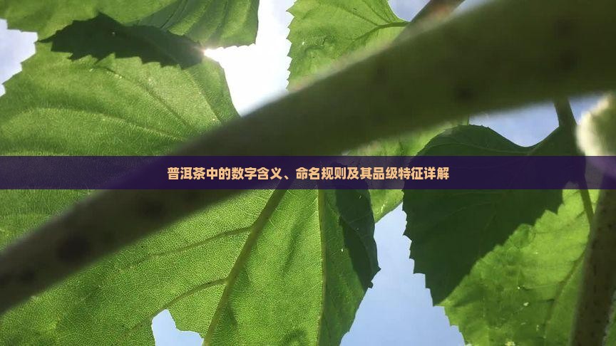普洱茶中的数字含义、命名规则及其品级特征详解